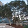 Eucalyptus leucoxylon subsp. megalocarpa - Eucalyptus leucoxylon 'Rosea', Large-fruited  Yellow Gum, Red Flowering Yellow Gu - Quinta dos Ouriques