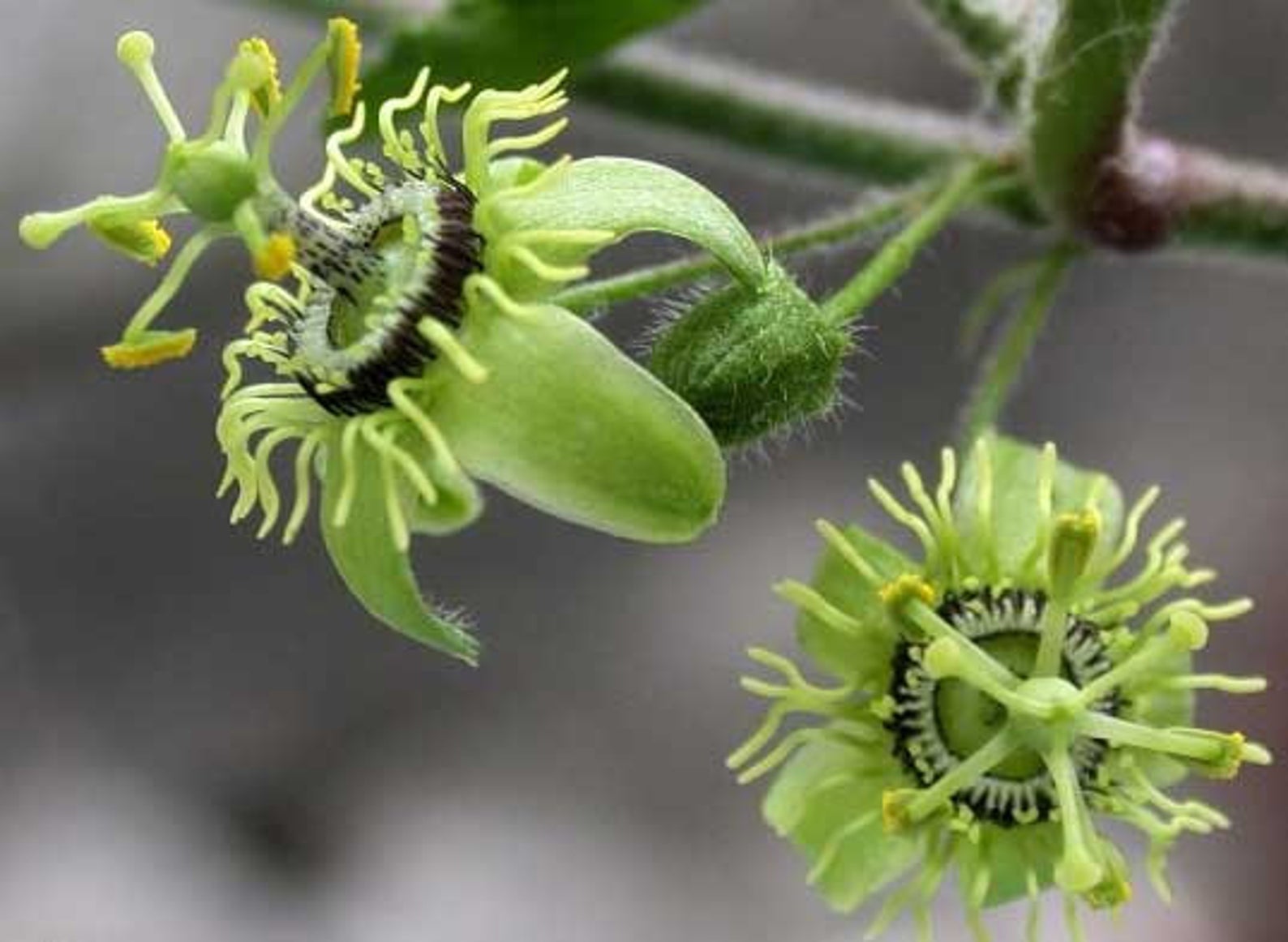 Passiflora suberosa / Passiflora pallida - Corky-stemmed Passion Flower,  Passionflower Maracuja - Quinta dos Ouriques