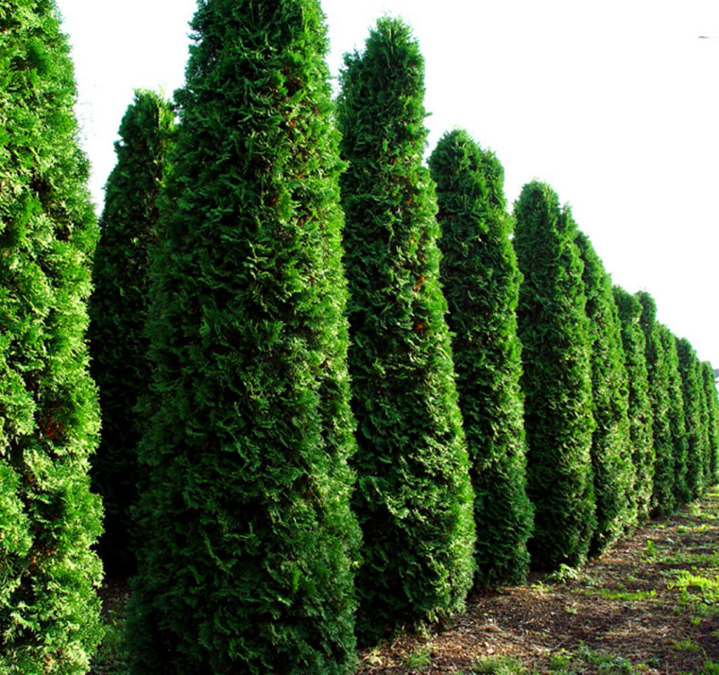 Thuja occidentalis - Swamp Cedar, Northern White-Cedar, Eastern White ...