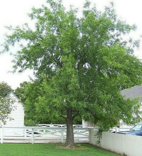 Ziziphus jujuba / Paliurus mairei / Rhamnus jujuba - Jujube, Red date ...