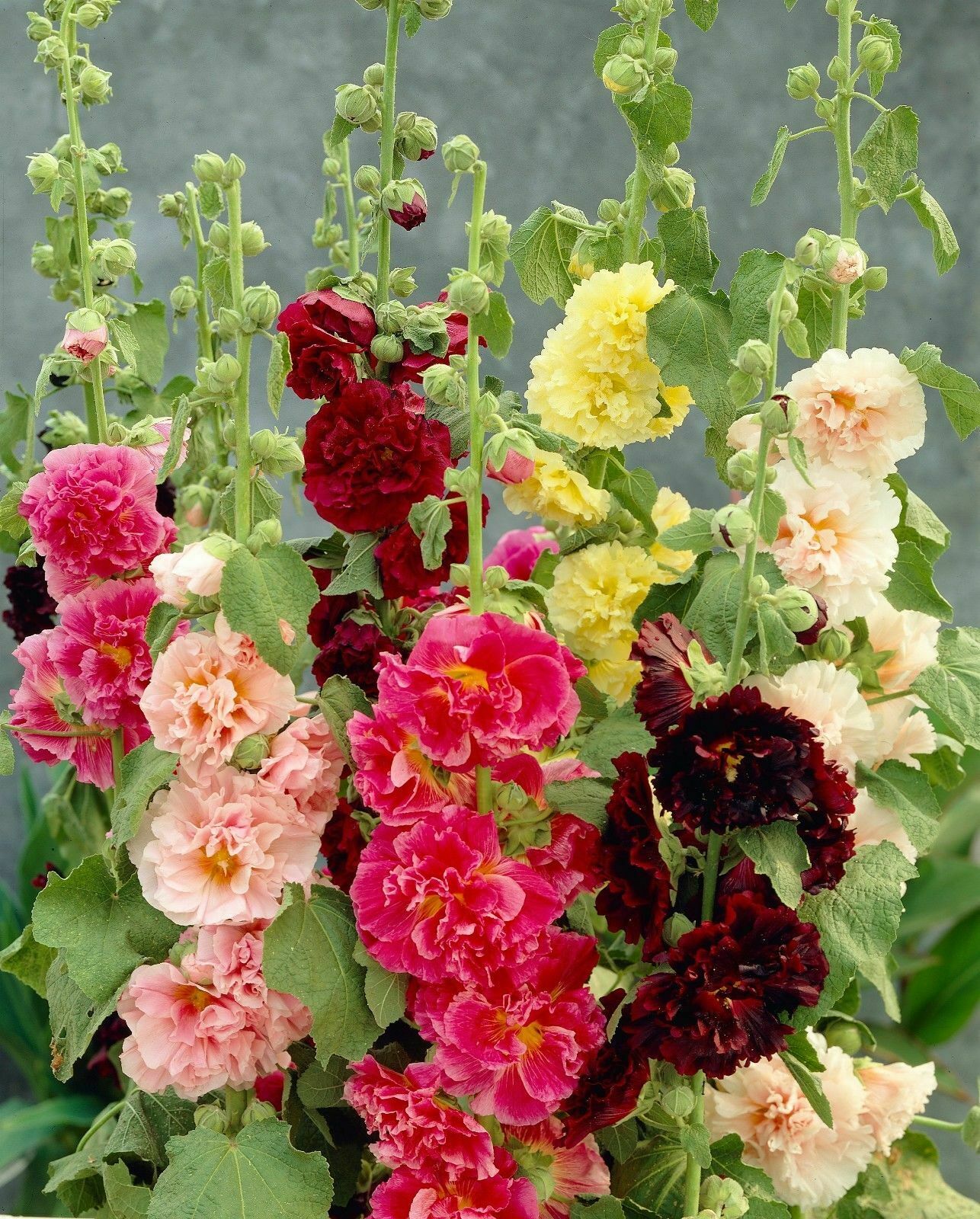Alcea rosea 'Chater's Red' (Rot) - JParkers