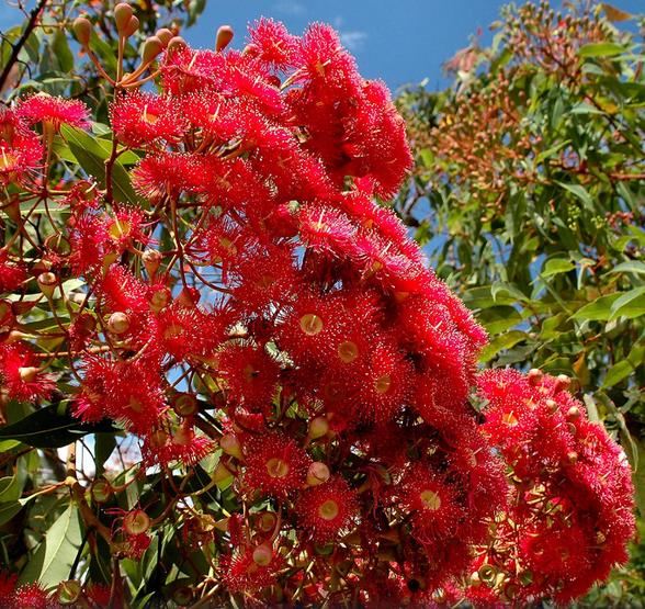 Eucalyptus ficifolia / Corymbia ficifolia - Red Flowering Gum