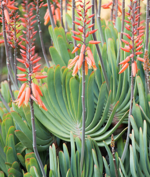 Aloe plicatilis - Fan Aloe - Image 6