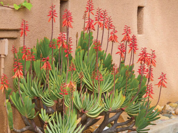 Aloe plicatilis - Fan Aloe - Image 7