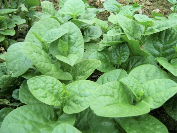 Basella alba - Malabar spinach, Vine spinach, Ceylon spinach - Image 2