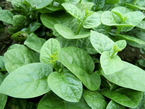 Basella alba - Malabar spinach, Vine spinach, Ceylon spinach - Image 5