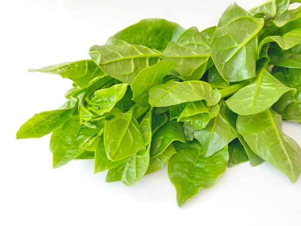 Basella alba - Malabar spinach, Vine spinach, Ceylon spinach - Image 6