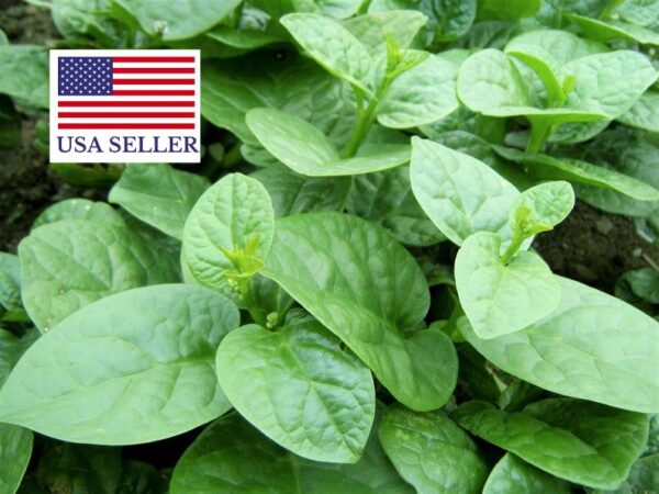 Basella alba - Malabar spinach, Vine spinach, Ceylon spinach - Image 7