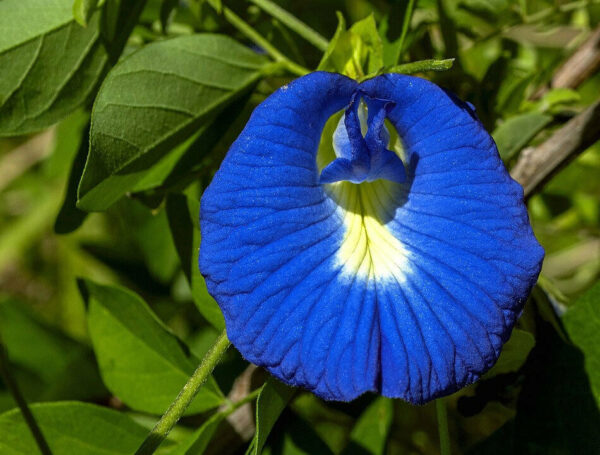 Clitoria ternatea - Butterfly Pea, Blue Fairy, Blue Queen, Blue Mint, Ismenia - Image 2