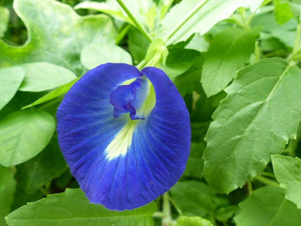 Clitoria ternatea - Butterfly Pea, Blue Fairy, Blue Queen, Blue Mint, Ismenia - Image 3