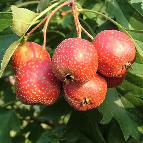 Crataegus pinnatifida - Chinese Hawthorn