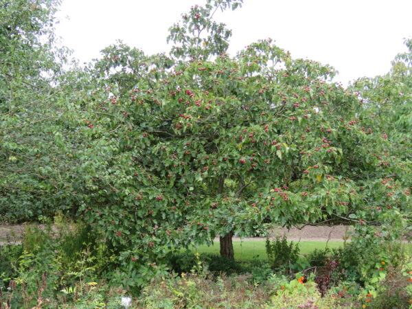 Crataegus pinnatifida - Chinese Hawthorn - Image 2