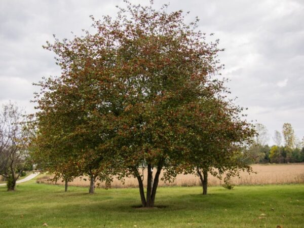 Crataegus pinnatifida - Chinese Hawthorn - Image 3