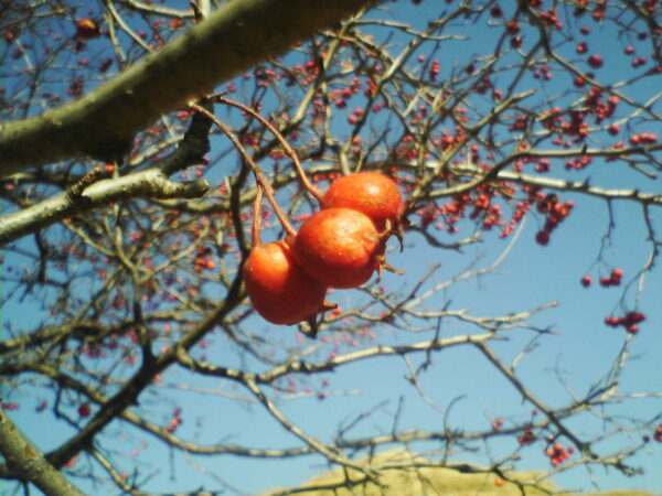 Crataegus pinnatifida - Chinese Hawthorn - Image 4