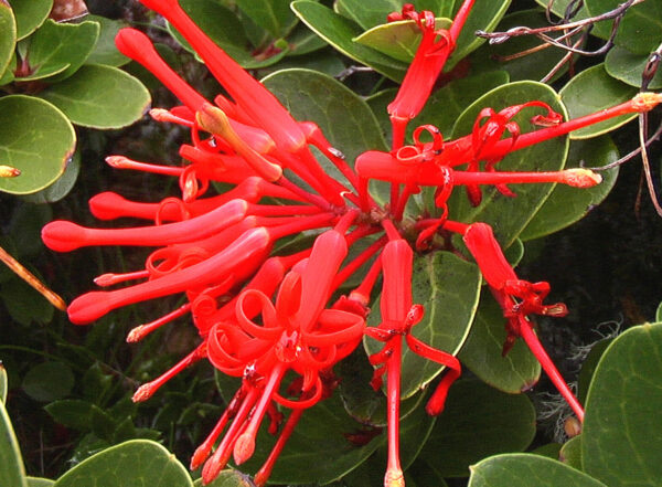 Embothrium coccineum - Chilean Fire Tree, Flame Flower