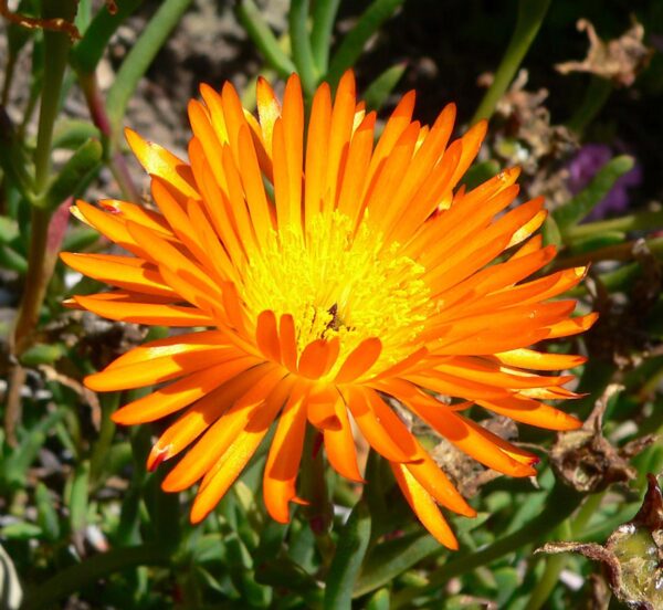 Lampranthus aureus - Orange ice plant, Golden ice plant