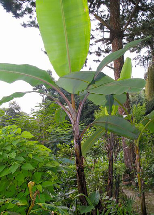 Musa ssp. 'Helens Hybrid' - Banana Helen