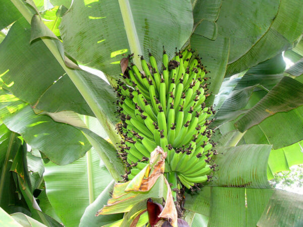 Musa ssp. 'Helens Hybrid' - Banana Helen - Image 3