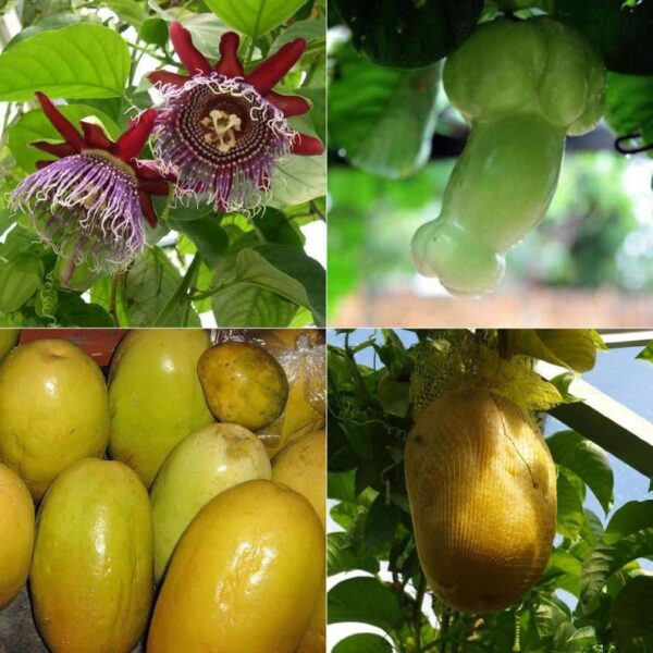 Passiflora quadrangularis - Giant Granadilla, Passionflower Maracuja - Image 4