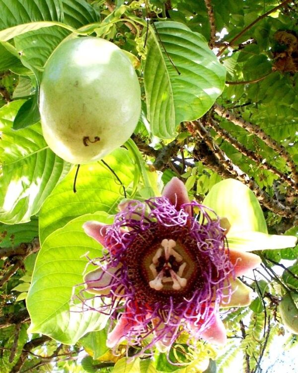 Passiflora quadrangularis - Giant Granadilla, Passionflower Maracuja - Image 10