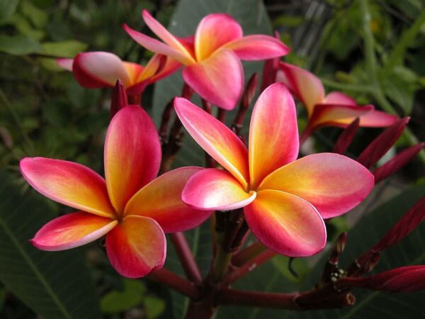 Plumeria rubra - Frangipani