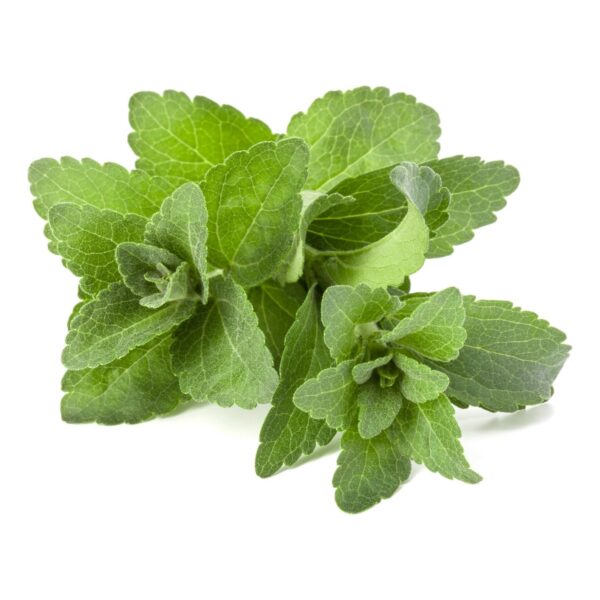 Stevia rebaudiana - Candyleaf, Sweetleaf, Sugarleaf