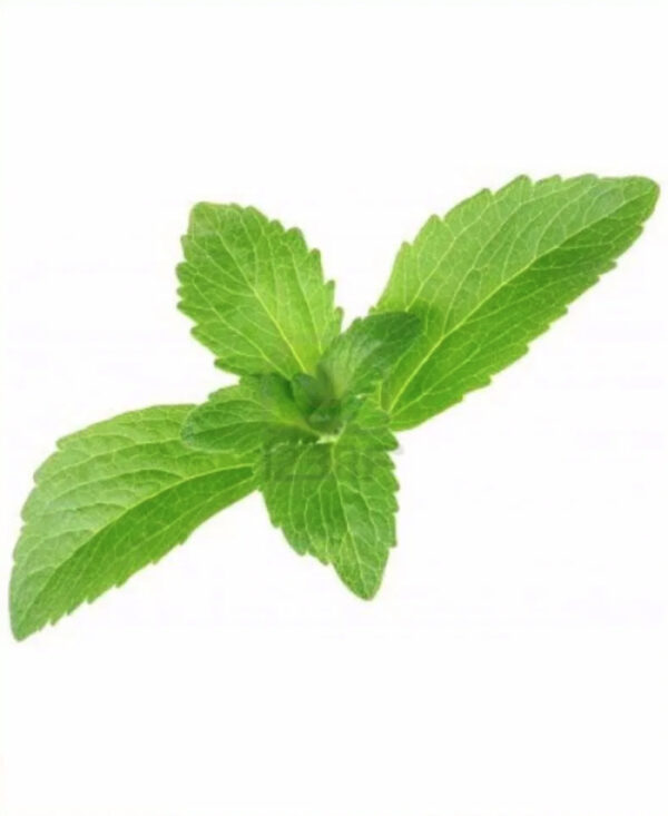 Stevia rebaudiana - Candyleaf, Sweetleaf, Sugarleaf - Image 2