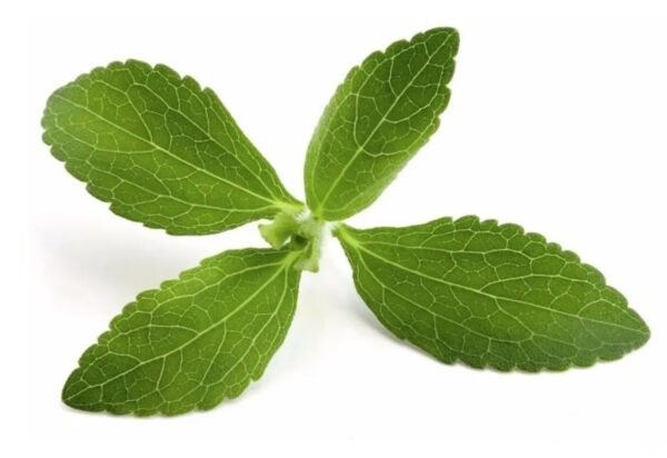 Stevia rebaudiana - Candyleaf, Sweetleaf, Sugarleaf - Image 3