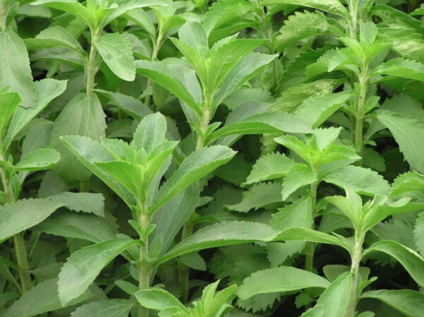 Stevia rebaudiana - Candyleaf, Sweetleaf, Sugarleaf - Image 4