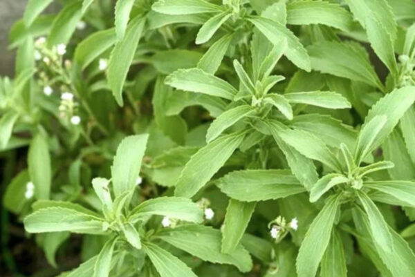 Stevia rebaudiana - Candyleaf, Sweetleaf, Sugarleaf - Image 5