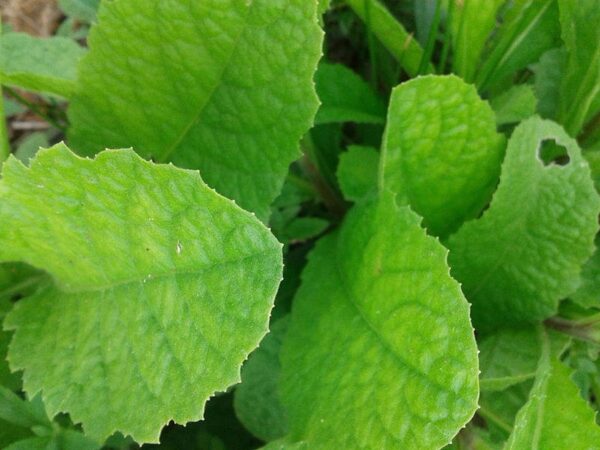 Stevia rebaudiana - Candyleaf, Sweetleaf, Sugarleaf - Image 6