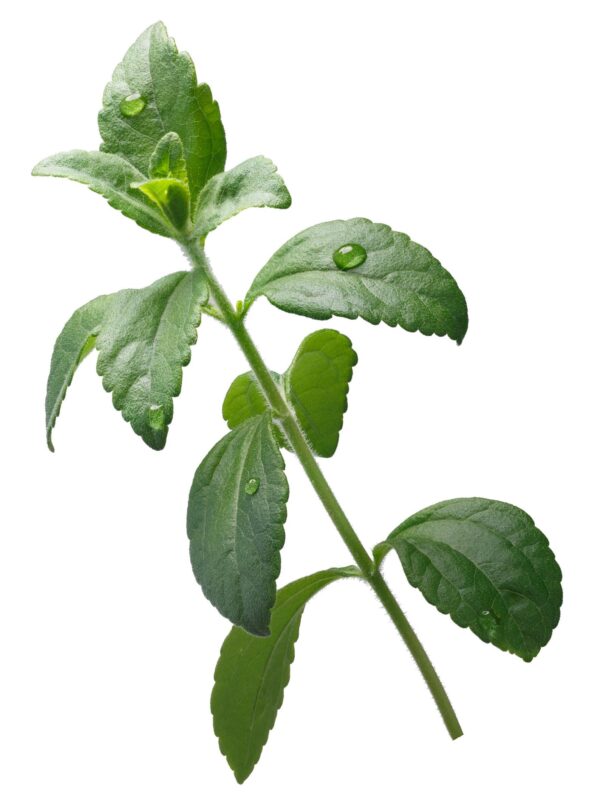 Stevia rebaudiana - Candyleaf, Sweetleaf, Sugarleaf - Image 8