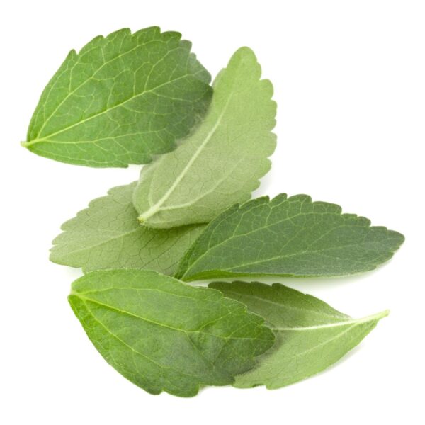 Stevia rebaudiana - Candyleaf, Sweetleaf, Sugarleaf - Image 10