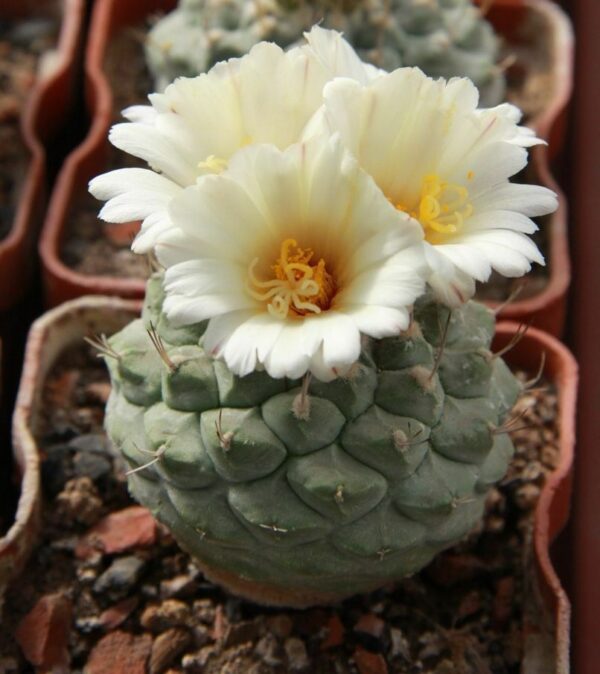 Strombocactus disciformis subsp. jarmilae -