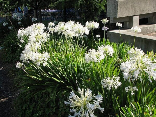 Agapanthus praecox subsp. orientalis - Agapanthus Alba, White Lily of the Nile, Agapanthus Albus - Image 4