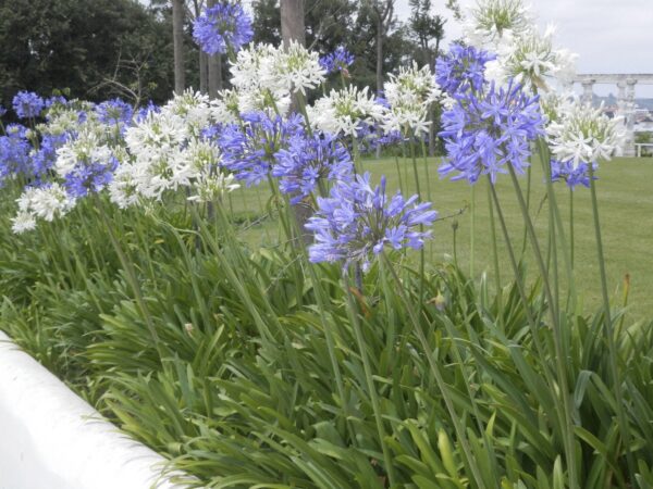 Agapanthus praecox subsp. orientalis - Agapanthus Alba, White Lily of the Nile, Agapanthus Albus - Image 6