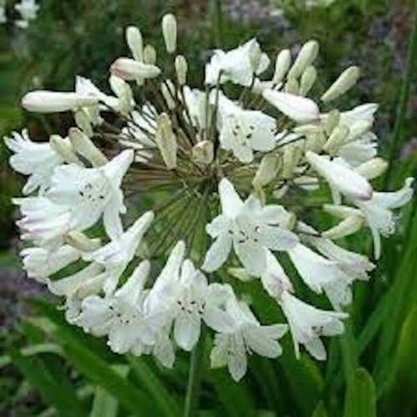 Agapanthus praecox subsp. orientalis - Agapanthus Alba, White Lily of the Nile, Agapanthus Albus - Image 7