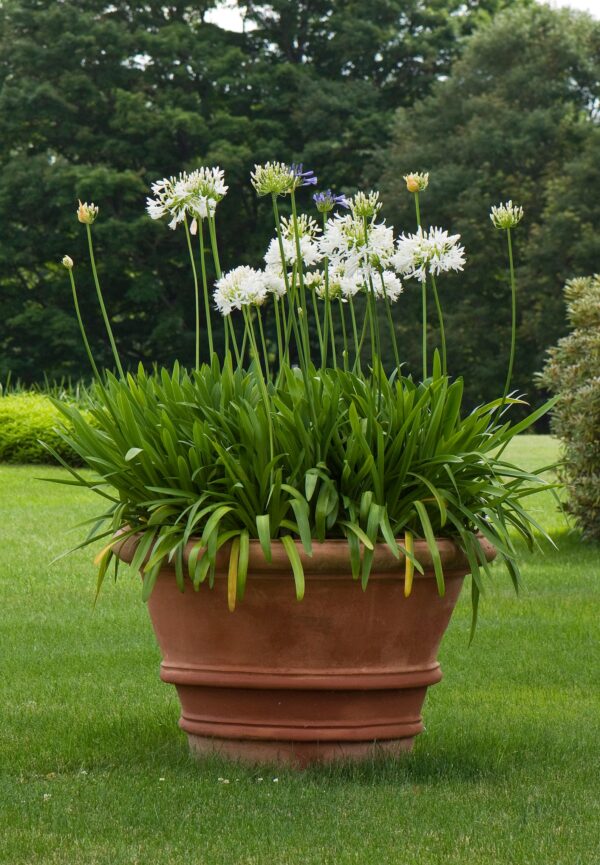 Agapanthus praecox subsp. orientalis - Agapanthus Alba, White Lily of the Nile, Agapanthus Albus - Image 8