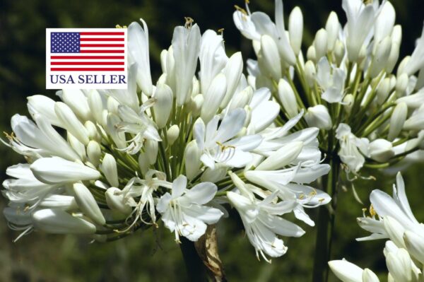 Agapanthus praecox subsp. orientalis - Agapanthus Alba, White Lily of the Nile, Agapanthus Albus - Image 9