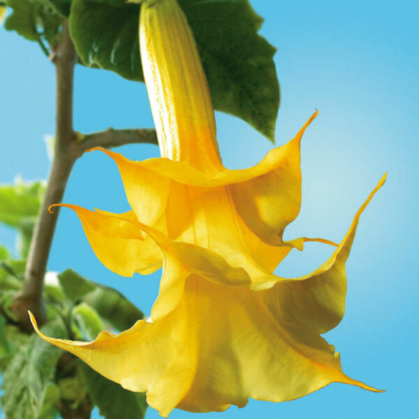 Brugmansia suaveolens var. yellow - Angel's Trumpet Yellow