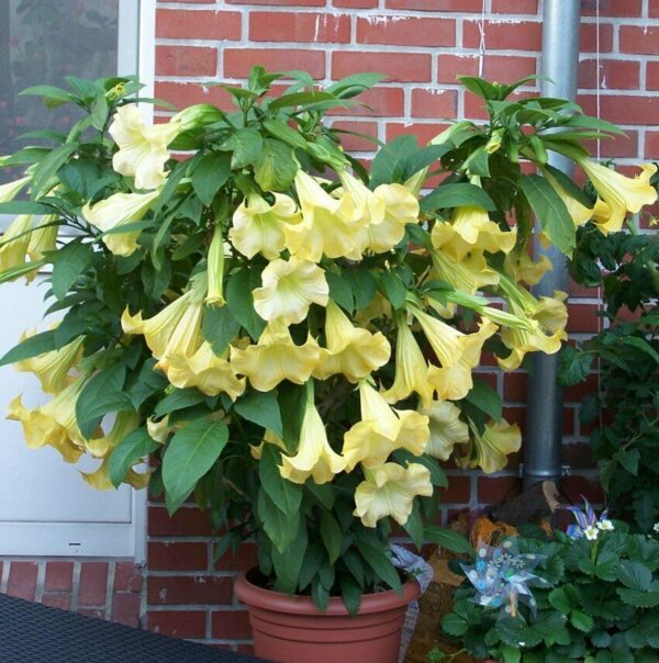 Brugmansia suaveolens var. yellow - Angel's Trumpet Yellow - Image 6