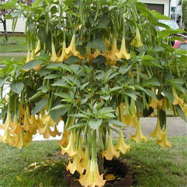 Brugmansia suaveolens var. yellow - Angel's Trumpet Yellow - Image 7