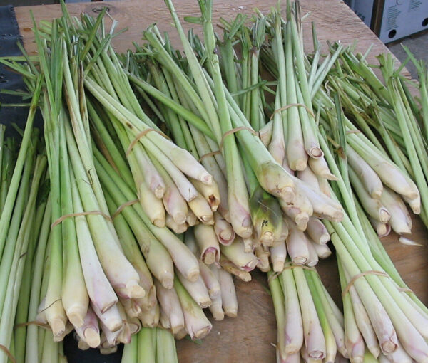 Cymbopogon citratus - Lemon Grass