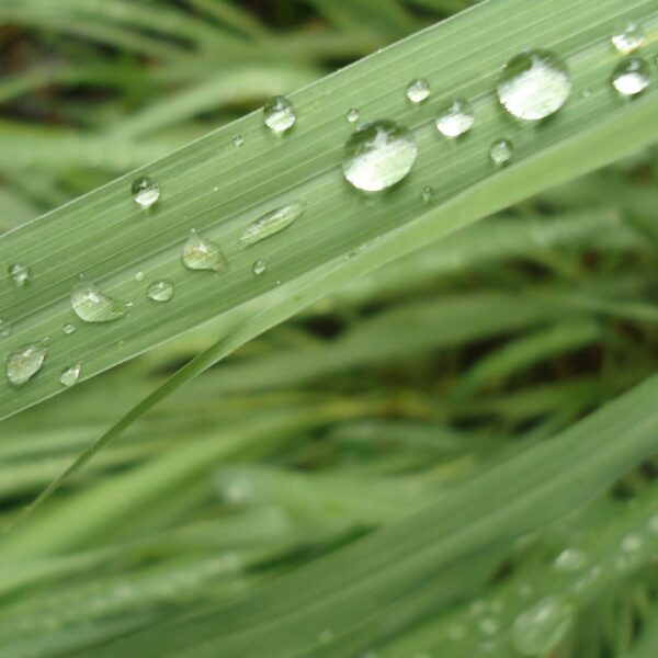 Cymbopogon citratus - Lemon Grass - Image 3