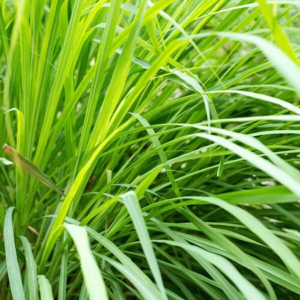 Cymbopogon citratus - Lemon Grass - Image 4