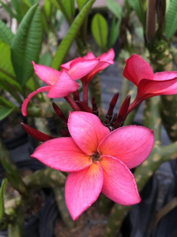 Plumeria rubra - Frangipani - Image 4