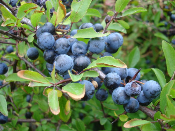 Prunus spinosa - Sloe, Blackthorn, Wilplum, Wild Cherry, Abrunheiro