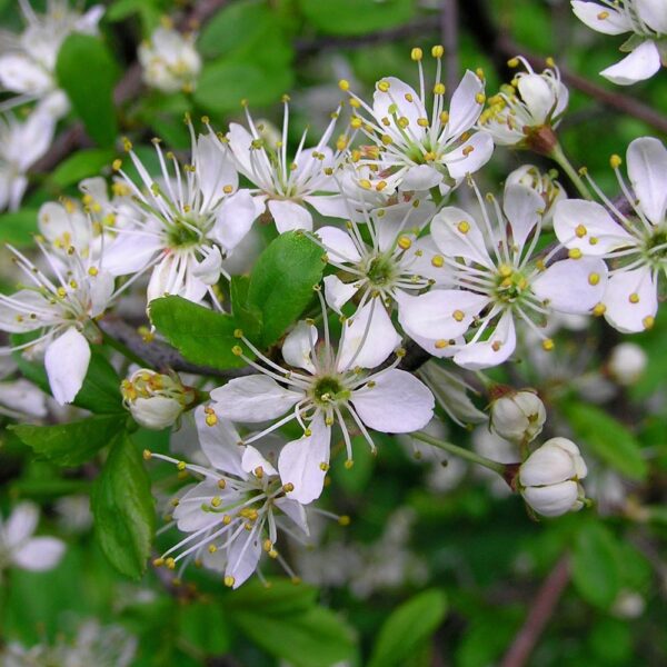 Prunus spinosa - Sloe, Blackthorn, Wilplum, Wild Cherry, Abrunheiro - Image 11