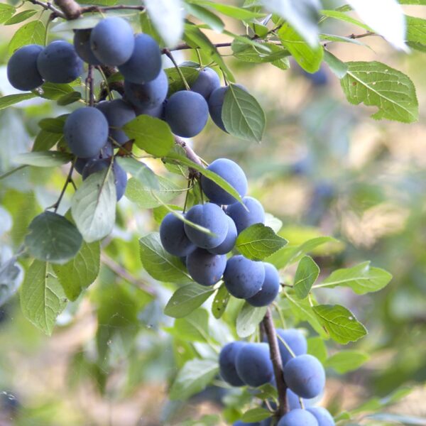 Prunus spinosa - Sloe, Blackthorn, Wilplum, Wild Cherry, Abrunheiro - Image 12