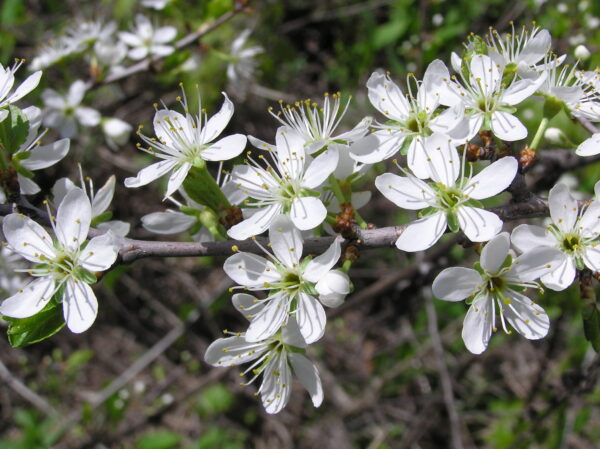 Prunus spinosa - Sloe, Blackthorn, Wilplum, Wild Cherry, Abrunheiro - Image 15